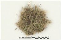 藏品(卵葉青苔)的圖片